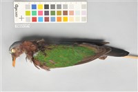 藏品(翠翼鳩)的圖片